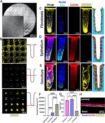 Fibroblasts modulate epithelial cell behavior within the proliferative niche and differentiated cell zone within a human colonic crypt model